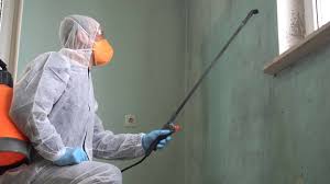 Best Basement Mold Removal  in Star, ID